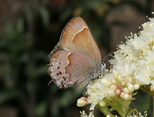 Callophrys gryneus nelsoni - The Cedar Hairstreak