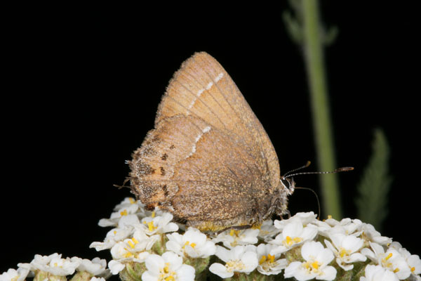 Callophrys gryneus nelsoni - The Cedar Hairstreak