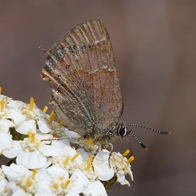 Callophrys gryneus nelsoni - The Cedar Hairstreak