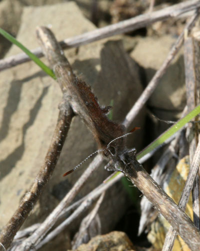 Callophrys mossii mossii - Moss's Elfin