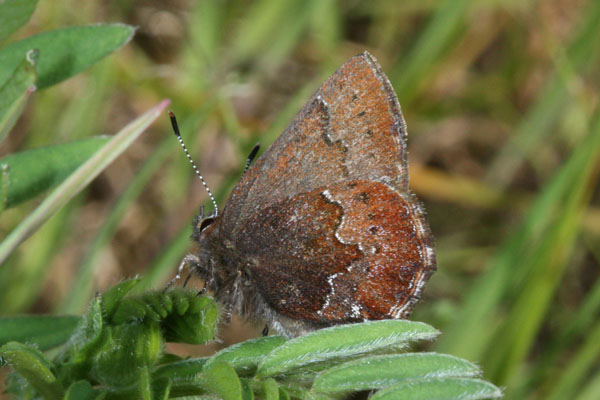 Callophrys mossii mossii - Moss's Elfin