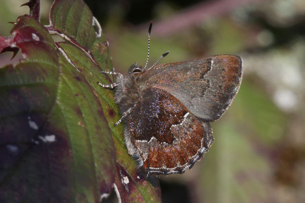 Callophrys mossii mossii - Moss's Elfin