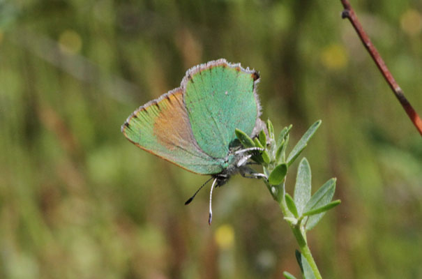 Callophrys perplexa - The Bramble Hairstreak