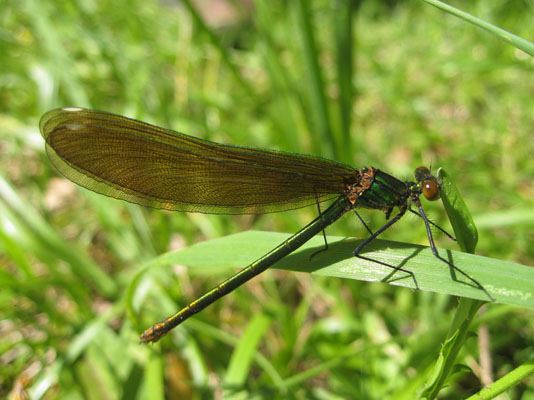 Calopteryx aequabilis - The River Jewelwing