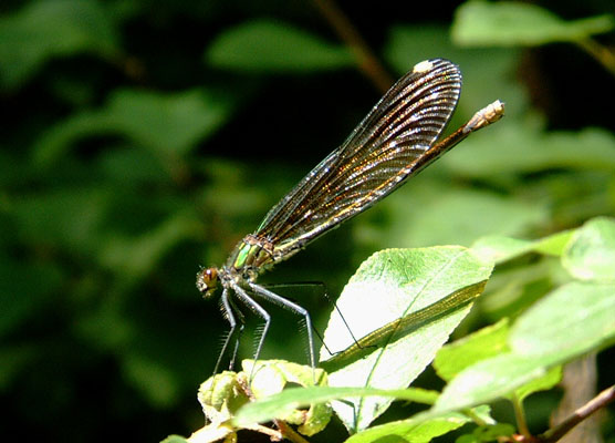 Calopteryx aequabilis - The River Jewelwing