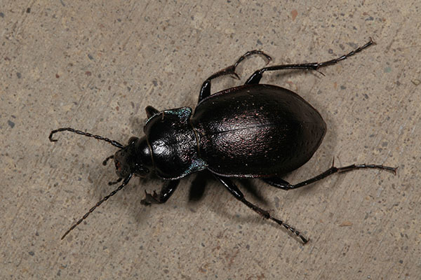 Carabus nemorallis - The European Ground Beetle