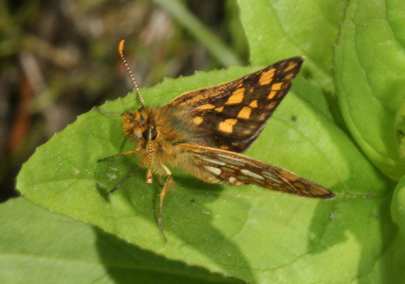 Carterocephalus palaemon skada - The Arctic Skipper