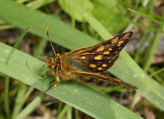 Carterocephalus palaemon skada - The Arctic Skipper