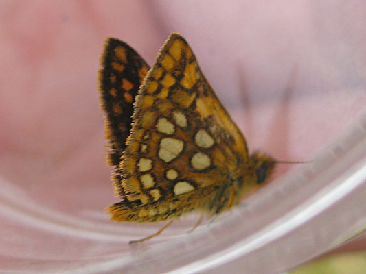 Carterocephalus_palaemon_skada - The Arctic Skipper