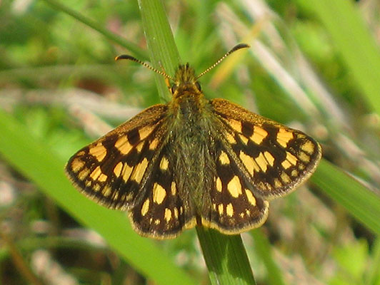 Carterocephalus_palaemon_skada - The Arctic Skipper