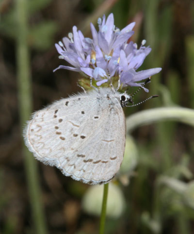 Celestrina e. echo - The Spring Azure