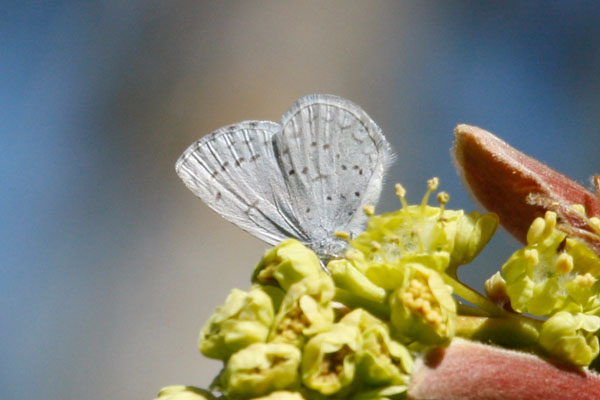 Celestrina e. echo - The Sorubg Azure