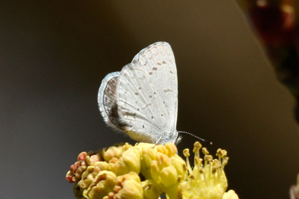 Celestrina e. echo - The Spring Azure