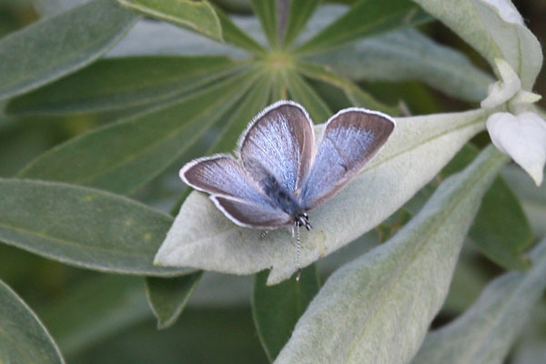 Celestrina e. echo - The Echo Blue