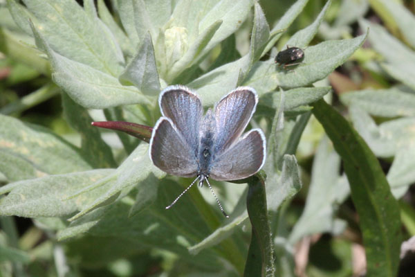 Celestrina e. echo - The Spring Azure