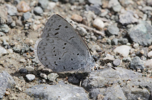 Celestrina e. echo - The Spring Azure