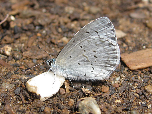 Celestrina e. echo - The Spring Azure