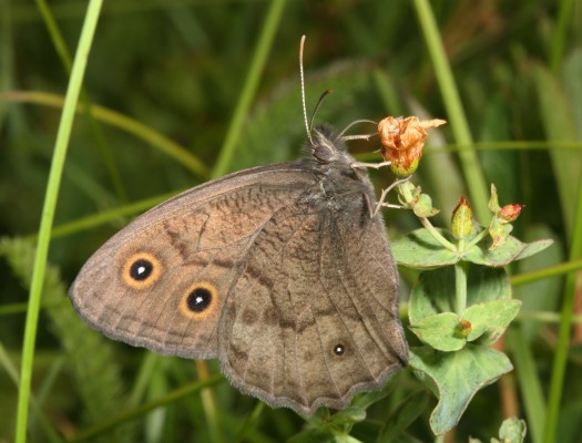 Cercyonis pegala ariane - The Common Wood-nymph