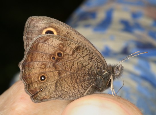 Cercyonis pegala ariane - The Common Wood-nymph