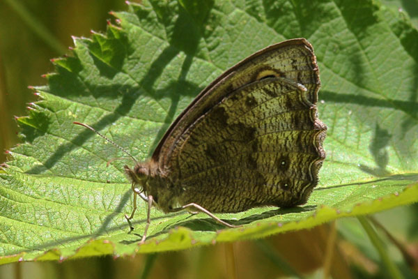 Cercyonis pegala ariane - The Common Wood-nymph