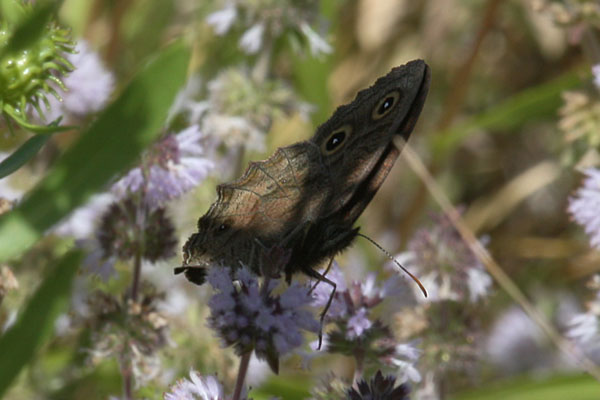 Cercyonis pegala ariane - The Common Wood-nymph