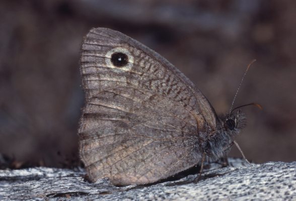 Cercyonis sthenele silvestris - The Great Basin Wood Nymph