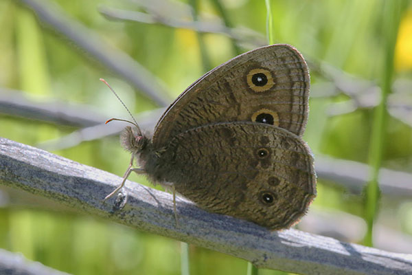 Cercyonis sthenele silvestris - The Great Basin Wood Nymph