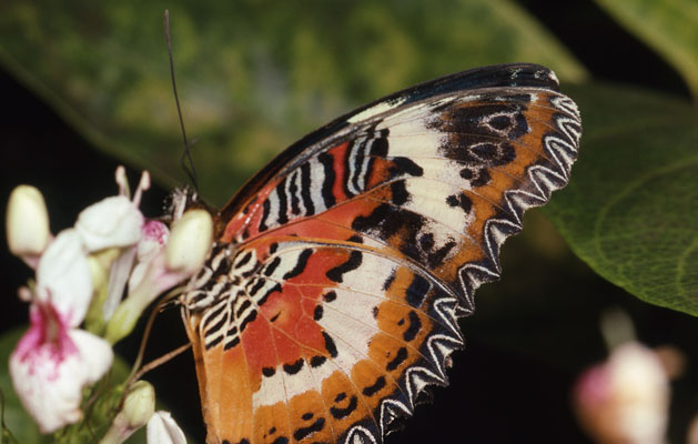 Cethosia biblis - The Red Lacewing