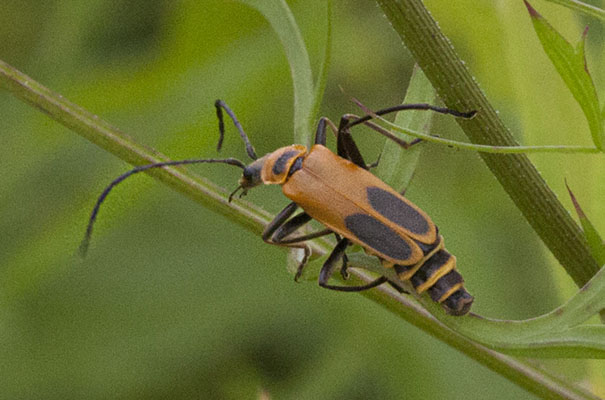 Chauliognathus pensylvanicus - The Goldenrod Soldier Beetle