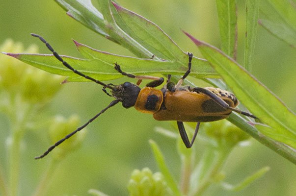 Chauliognathus pensylvanicus - The Goldenrod Soldier Beetle