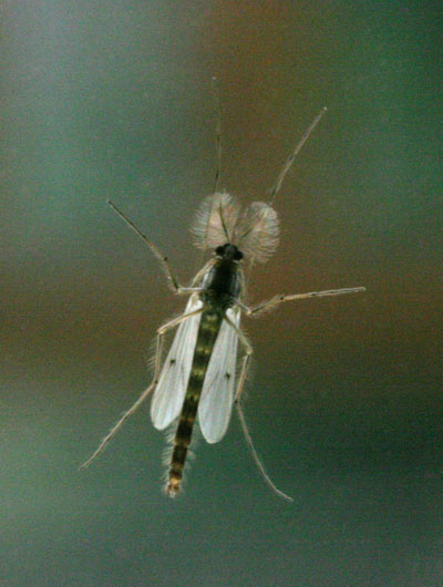 Chironomus plumosus - The Buzzer Midge