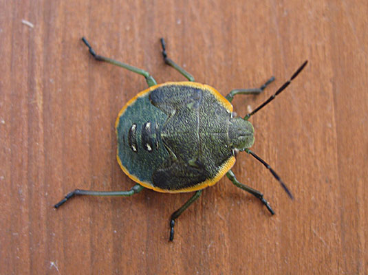 Chlorochroa ligata