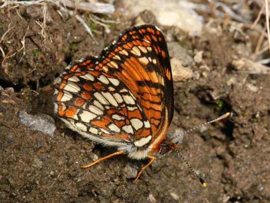 Chlosyne hoffmanni segregata - Hoffmann's Checkerspot