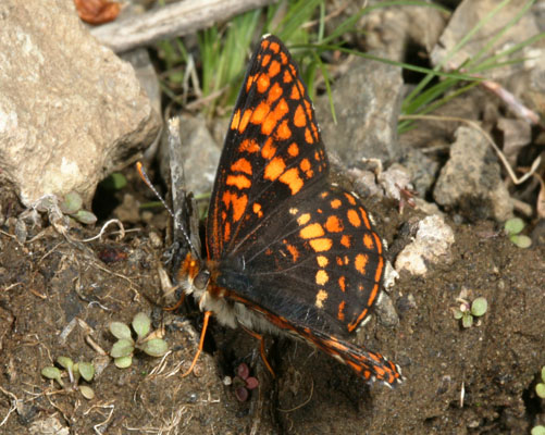 Chlosyne hoffmanni segregata - Hoffmann's Checkerspot