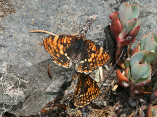 Chlosyne hoffmanni segregata - Hoffmann's Checkerspot