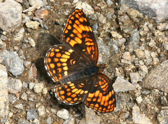 Chlosyne hoffmanni segregata - Hoffmann's Checkerspot