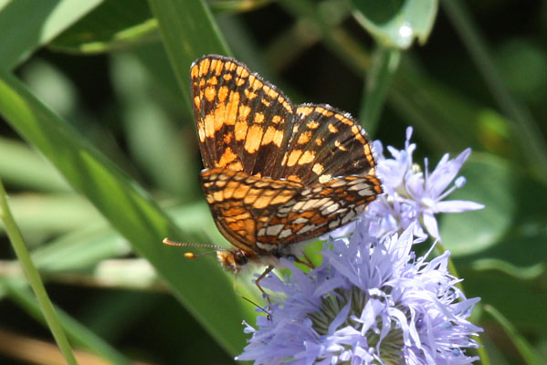 Chlosyne hoffmanni segregata - Hoffmann's Checkerspot