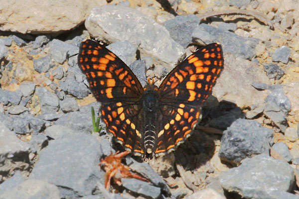 Chlosyne hoffmanni segregata - Hoffmann's Checkerspot