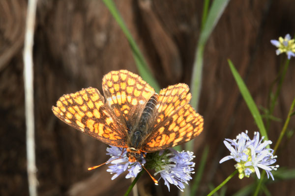 Chlosyne p. palla - The Northern Checkerspot