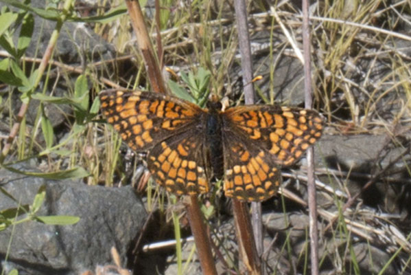 Chlosyne p. palla - The Northern Checkerspot