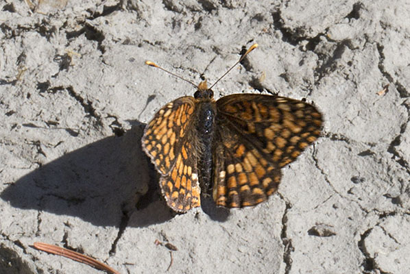 Chlosyne p. palla - The Northern Checkerspot