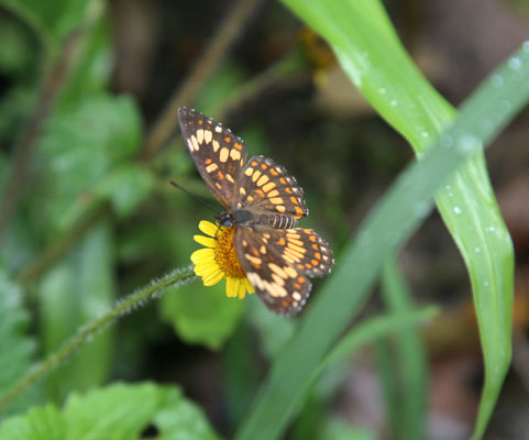 Chlosyne theona - The Theona Checkerspot