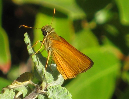 Choranthus vitellius - The V-Marked Skipper