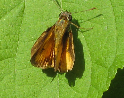 Choranthus vitellius - The V-Marked Skipper