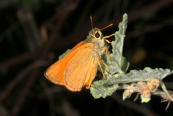 Choranthus vitellius - The V-Marked Skipper