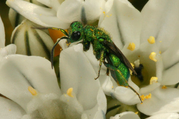 Chrysididae sp. - The Cuckoo Wasp