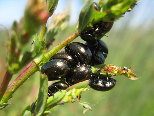 Chrysolina quadrigemina - The Chrysolina Beetle