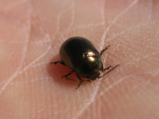 Chrysolina quadrigemina - The Chrysolina Beetle