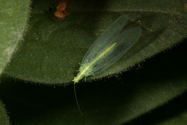 Chrysoperla carnea - The Common Green Lacewing