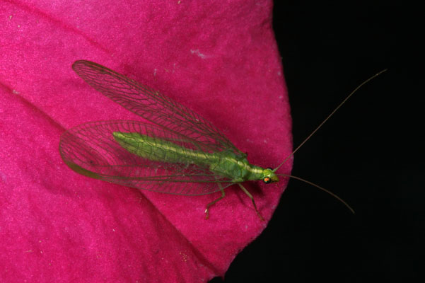 Chrysoperla carnea - The Common Green Lacewing